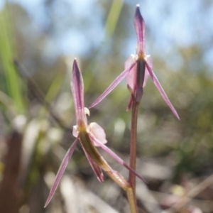 Cyrtostylis reniformis at suppressed - suppressed