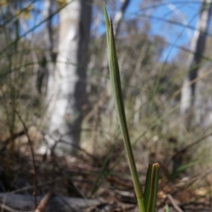 Unidentified at Black Mountain - 19 Sep 2014 by AaronClausen