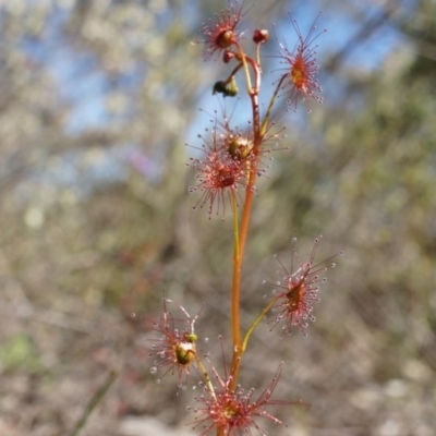 Drosera (genus) (A Sundew) at Canberra Central, ACT - 19 Sep 2014 by AaronClausen