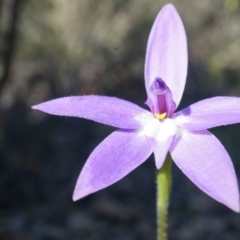 Glossodia major (Wax Lip Orchid) at Canberra Central, ACT - 19 Sep 2014 by AaronClausen