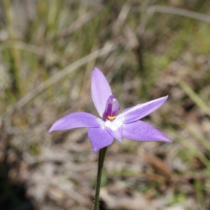 Glossodia major at Canberra Central, ACT - suppressed