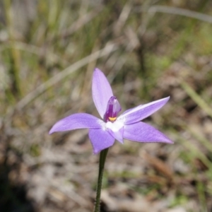 Glossodia major at Canberra Central, ACT - 19 Sep 2014