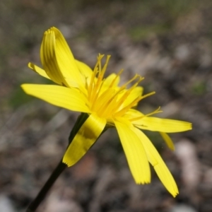 Microseris walteri at Canberra Central, ACT - 19 Sep 2014 10:57 AM
