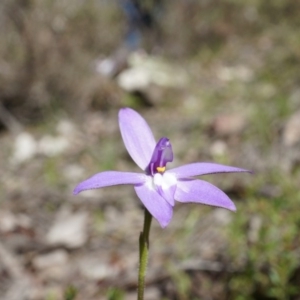 Glossodia major at Canberra Central, ACT - suppressed