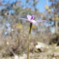 Glossodia major at Canberra Central, ACT - suppressed