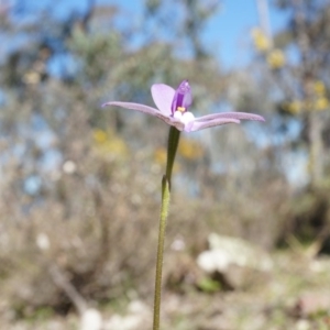 Glossodia major at Canberra Central, ACT - 19 Sep 2014