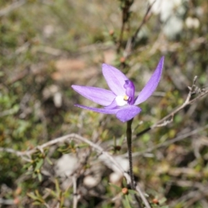 Glossodia major at Canberra Central, ACT - 19 Sep 2014