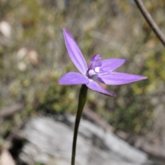 Glossodia major (Wax Lip Orchid) at Canberra Central, ACT - 19 Sep 2014 by AaronClausen