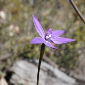 Glossodia major at Canberra Central, ACT - suppressed