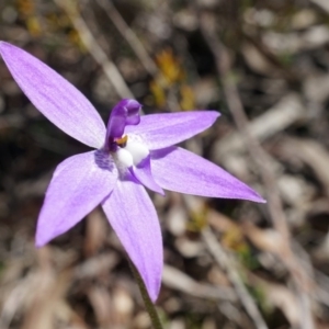 Glossodia major at Canberra Central, ACT - suppressed