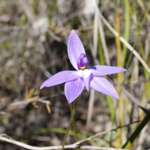 Glossodia major at Canberra Central, ACT - 19 Sep 2014