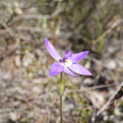 Glossodia major (Wax Lip Orchid) at Canberra Central, ACT - 19 Sep 2014 by AaronClausen