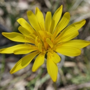 Microseris walteri at Canberra Central, ACT - 19 Sep 2014