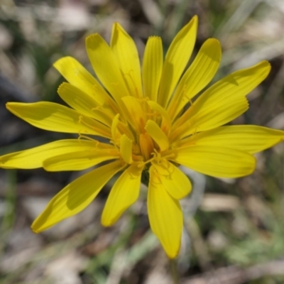 Microseris walteri (Yam Daisy, Murnong) at Canberra Central, ACT - 19 Sep 2014 by AaronClausen