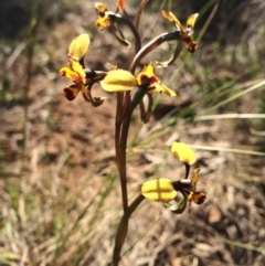 Diuris pardina (Leopard Doubletail) at Hackett, ACT - 20 Sep 2014 by AaronClausen