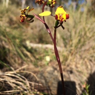 Diuris pardina (Leopard Doubletail) at Hackett, ACT - 20 Sep 2014 by AaronClausen