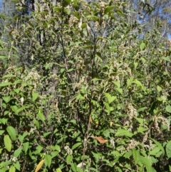 Pomaderris aspera (Hazel Pomaderris) at Paddys River, ACT - 20 Sep 2014 by galah681