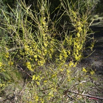 Acacia dawsonii (Dawson's Wattle) at Tidbinbilla Nature Reserve - 19 Sep 2014 by galah681