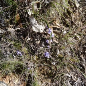 Hovea heterophylla at Paddys River, ACT - 20 Sep 2014