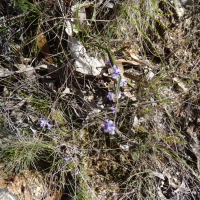 Hovea heterophylla (Common Hovea) at Paddys River, ACT - 19 Sep 2014 by galah681