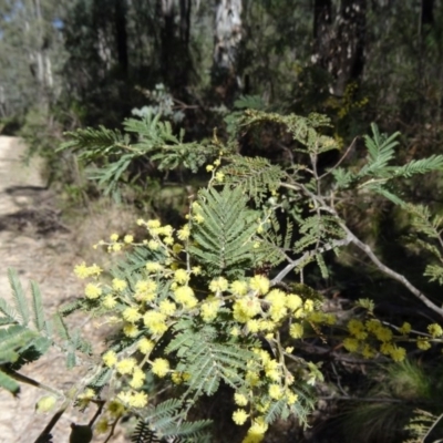 Acacia dealbata (Silver Wattle) at Paddys River, ACT - 19 Sep 2014 by galah681