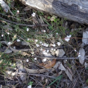 Leucopogon virgatus at Paddys River, ACT - 20 Sep 2014