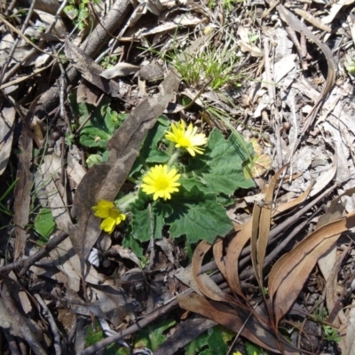 Cymbonotus sp. (preissianus or lawsonianus) (Bears Ears) at Paddys River, ACT - 20 Sep 2014 by galah681