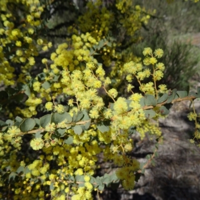 Acacia pravissima (Wedge-leaved Wattle, Ovens Wattle) at Tidbinbilla Nature Reserve - 20 Sep 2014 by galah681