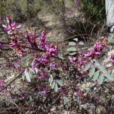 Indigofera australis subsp. australis (Australian Indigo) at Paddys River, ACT - 20 Sep 2014 by galah681