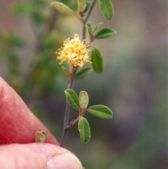 Pomaderris pallida (Pale Pomaderris) at Greenway, ACT - 25 Oct 2008 by michaelb