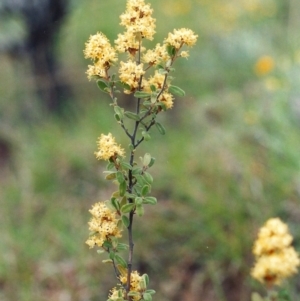 Pomaderris pallida at Greenway, ACT - 26 Oct 2008