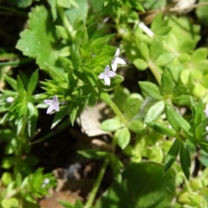 Sherardia arvensis at Paddys River, ACT - 20 Sep 2014 11:02 AM