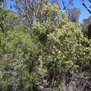Acacia melanoxylon at Paddys River, ACT - 20 Sep 2014