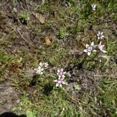 Wurmbea dioica subsp. dioica (Early Nancy) at Tidbinbilla Nature Reserve - 20 Sep 2014 by galah681