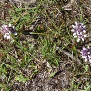 Wurmbea dioica subsp. dioica at Paddys River, ACT - 20 Sep 2014 12:26 PM