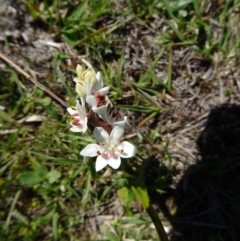 Wurmbea dioica subsp. dioica at Paddys River, ACT - 20 Sep 2014