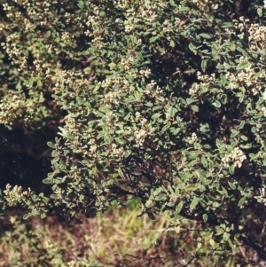 Pomaderris pallida at Conder, ACT - 23 Sep 2000