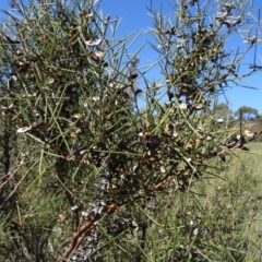 Hakea microcarpa (Small-fruit Hakea) at Tidbinbilla Nature Reserve - 20 Sep 2014 by galah681