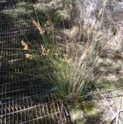 Juncus (genus) (A Rush) at Paddys River, ACT - 20 Sep 2014 by galah681