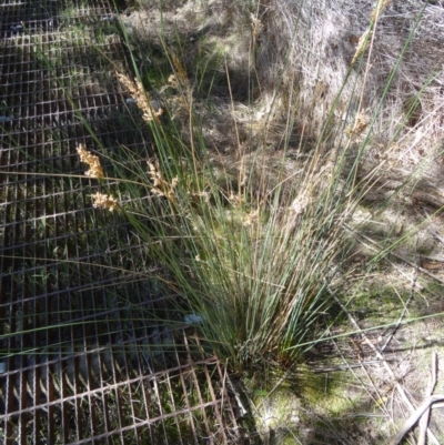 Juncus (genus) (A Rush) at Paddys River, ACT - 20 Sep 2014 by galah681