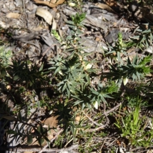 Melichrus urceolatus at Paddys River, ACT - 20 Sep 2014