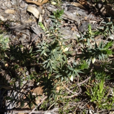 Melichrus urceolatus (Urn Heath) at Tidbinbilla Nature Reserve - 20 Sep 2014 by galah681