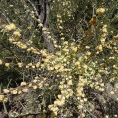 Acacia siculiformis (Dagger Wattle) at Paddys River, ACT - 20 Sep 2014 by galah681