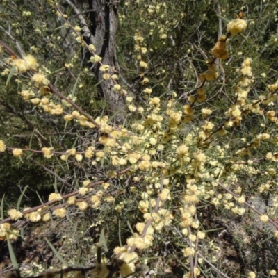 Acacia siculiformis (Dagger Wattle) at Tidbinbilla Nature Reserve - 20 Sep 2014 by galah681