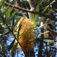 Banksia marginata (Silver Banksia) at Paddys River, ACT - 20 Sep 2014 by galah681