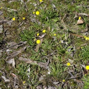 Craspedia variabilis at Paddys River, ACT - 20 Sep 2014