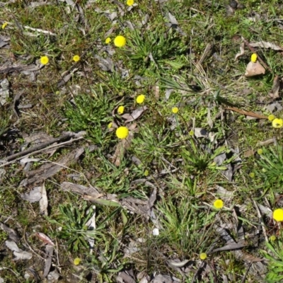 Craspedia variabilis (Common Billy Buttons) at Paddys River, ACT - 20 Sep 2014 by galah681