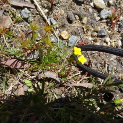 Cicendia quadrangularis (Oregon Timwort) at Paddys River, ACT - 20 Sep 2014 by galah681