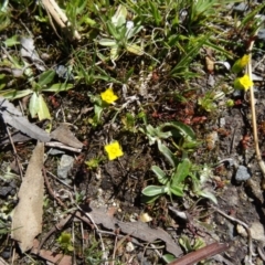 Cicendia quadrangularis at Paddys River, ACT - 20 Sep 2014