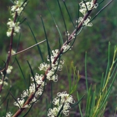 Hakea microcarpa (Small-fruit Hakea) at Tuggeranong Hill - 3 Nov 2000 by michaelb